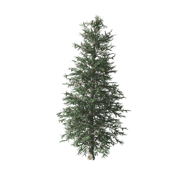 Blue Spruce tree