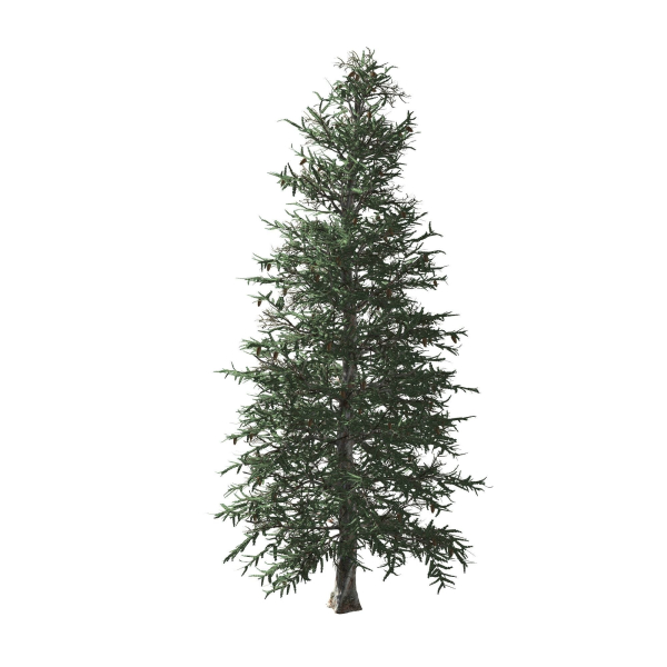 Blue Spruce tree