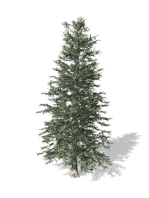 Blue Spruce tree
