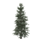 Blue Spruce tree