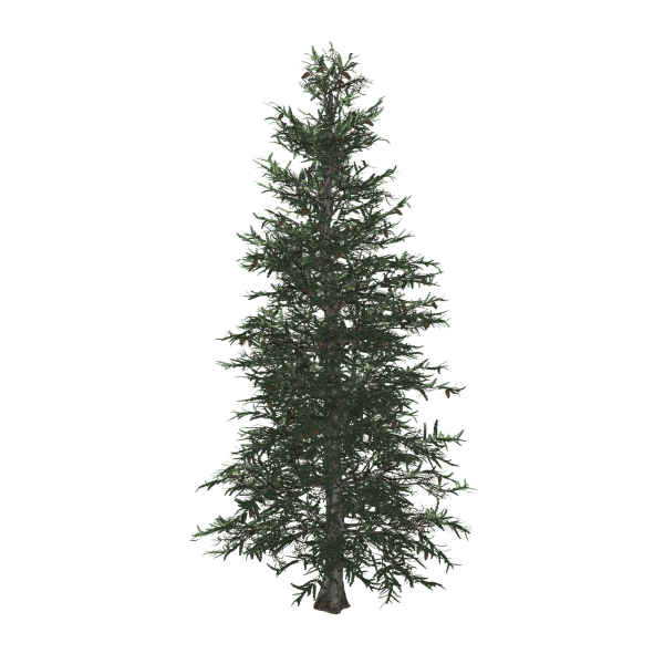 Blue Spruce tree