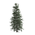 Blue Spruce tree