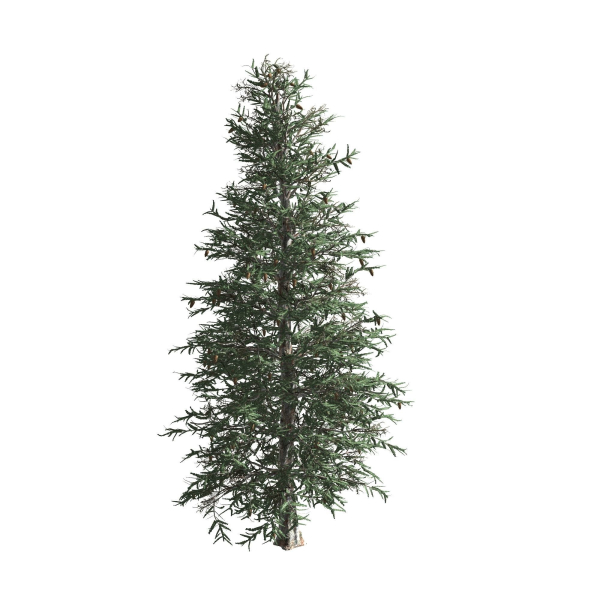 Blue Spruce tree