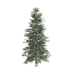 Blue Spruce tree