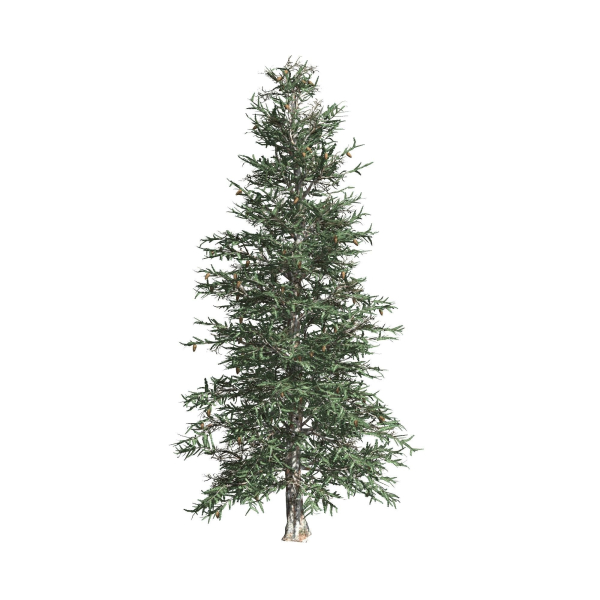 Blue Spruce tree