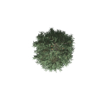 Blue Spruce tree