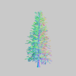 Blue Spruce tree