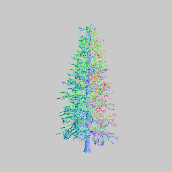 Blue Spruce tree