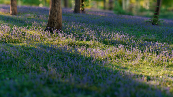Bluebell Pack vol05