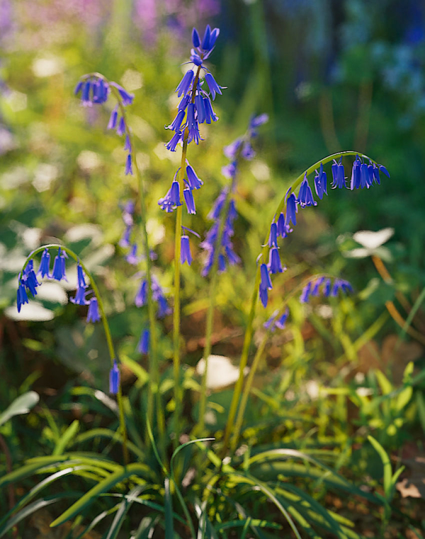 Bluebell Pack vol05