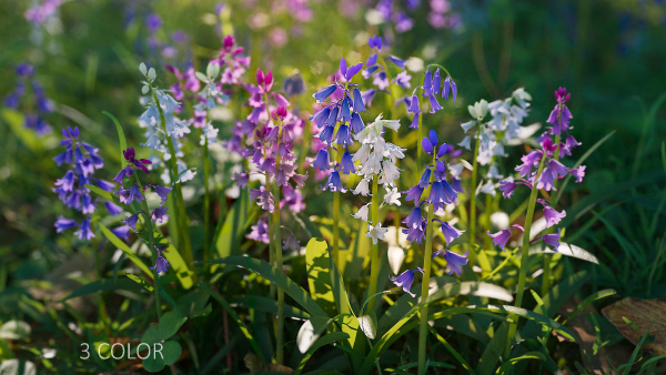 Bluebell Pack vol05