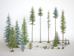 Blueberry Pinetree Forest