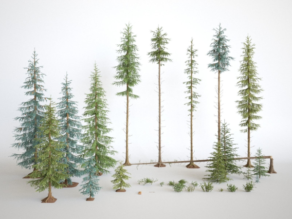 Blueberry Pinetree Forest