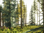 Blueberry Pinetree Forest