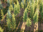 Blueberry Pinetree Forest