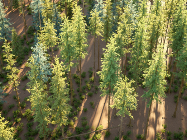 Blueberry Pinetree Forest