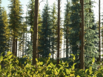 Blueberry Pinetree Forest