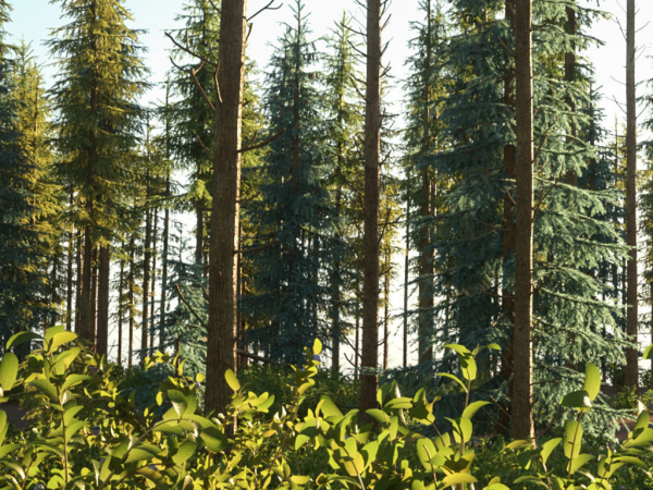 Blueberry Pinetree Forest