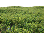 Blueberry Pinetree Forest