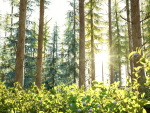 Blueberry Pinetree Forest