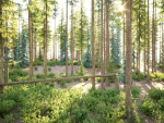 Blueberry Pinetree Forest