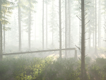 Blueberry Pinetree Forest