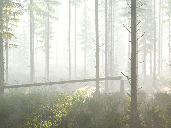 Blueberry Pinetree Forest