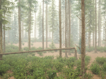 Blueberry Pinetree Forest