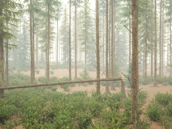 Blueberry Pinetree Forest