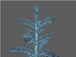 Blueberry Pinetree Forest