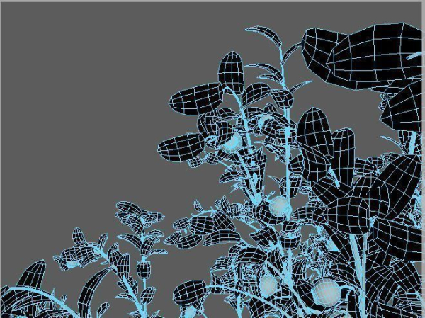 Blueberry Pinetree Forest