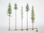 Blueberry Pinetree Forest
