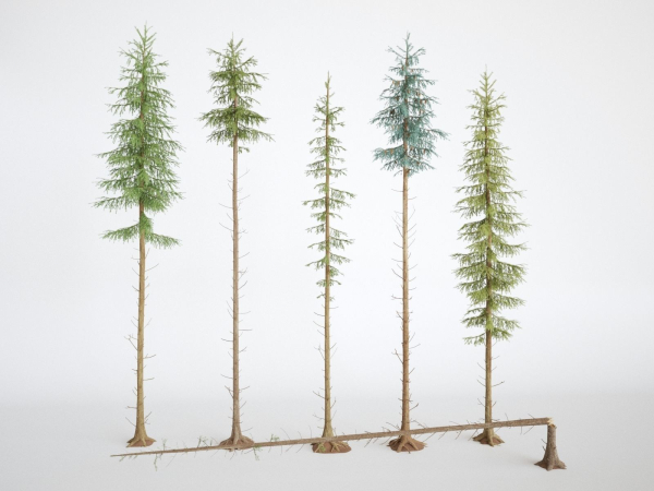 Blueberry Pinetree Forest