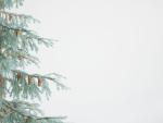 Blueberry Pinetree Forest