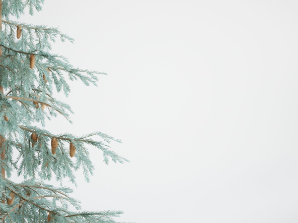 Blueberry Pinetree Forest