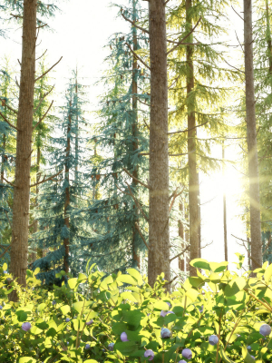 Blueberry Pinetree Forest