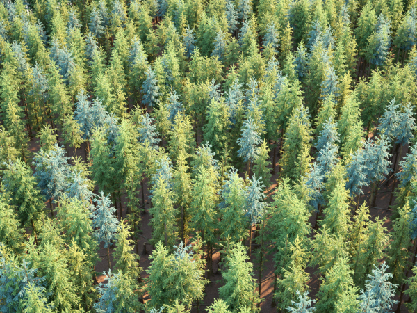 Blueberry Pinetree Forest