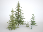 Blueberry Pinetree Forest