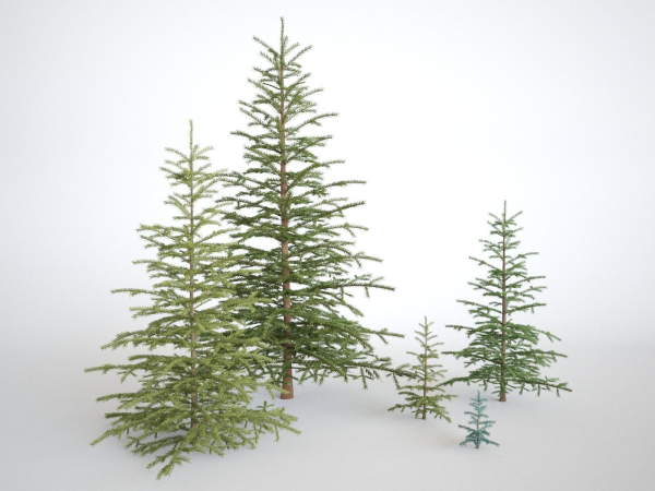 Blueberry Pinetree Forest