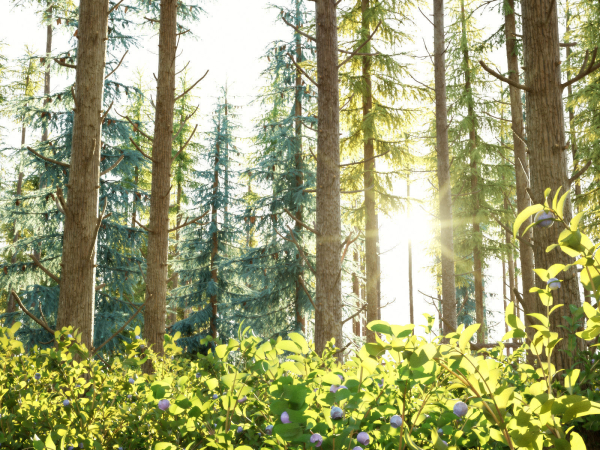 Blueberry Pinetree Forest