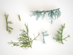 Blueberry Pinetree Forest