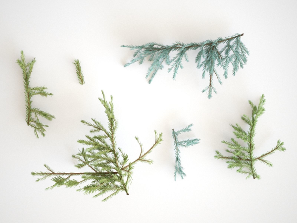 Blueberry Pinetree Forest