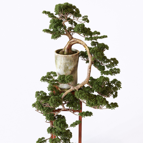 Bonsai japanese tree
