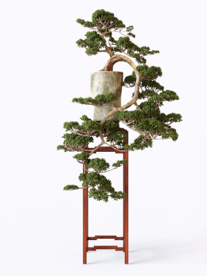 bonsai-3d-model-71ebd59b33