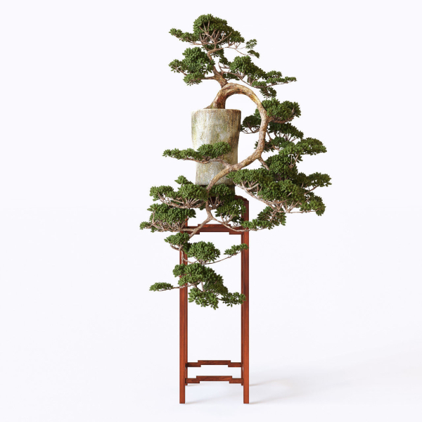 Bonsai japanese tree