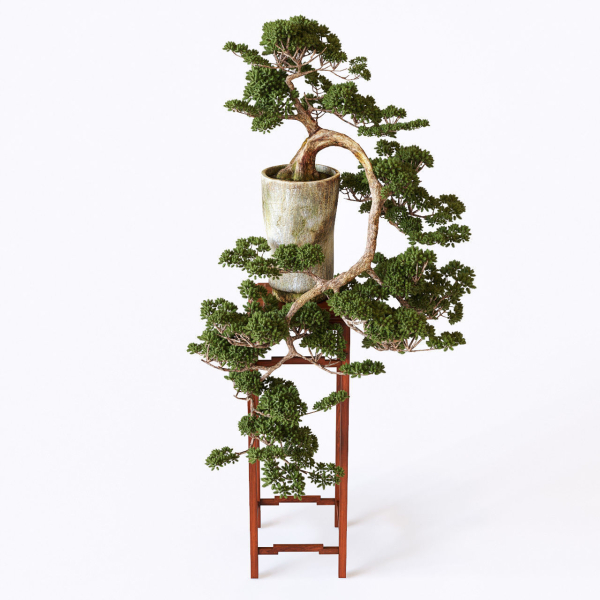 Bonsai japanese tree