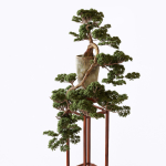 Bonsai japanese tree