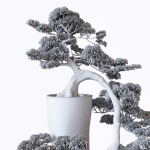 Bonsai japanese tree