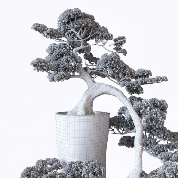 Bonsai japanese tree