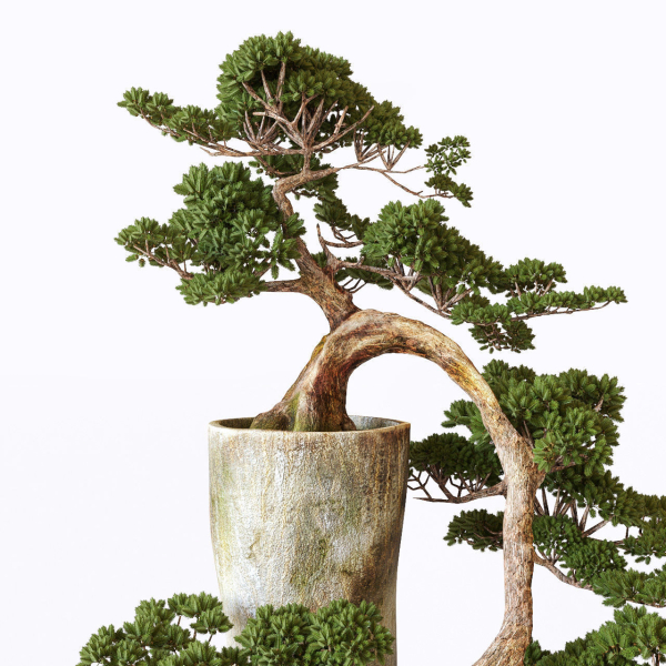 Bonsai japanese tree